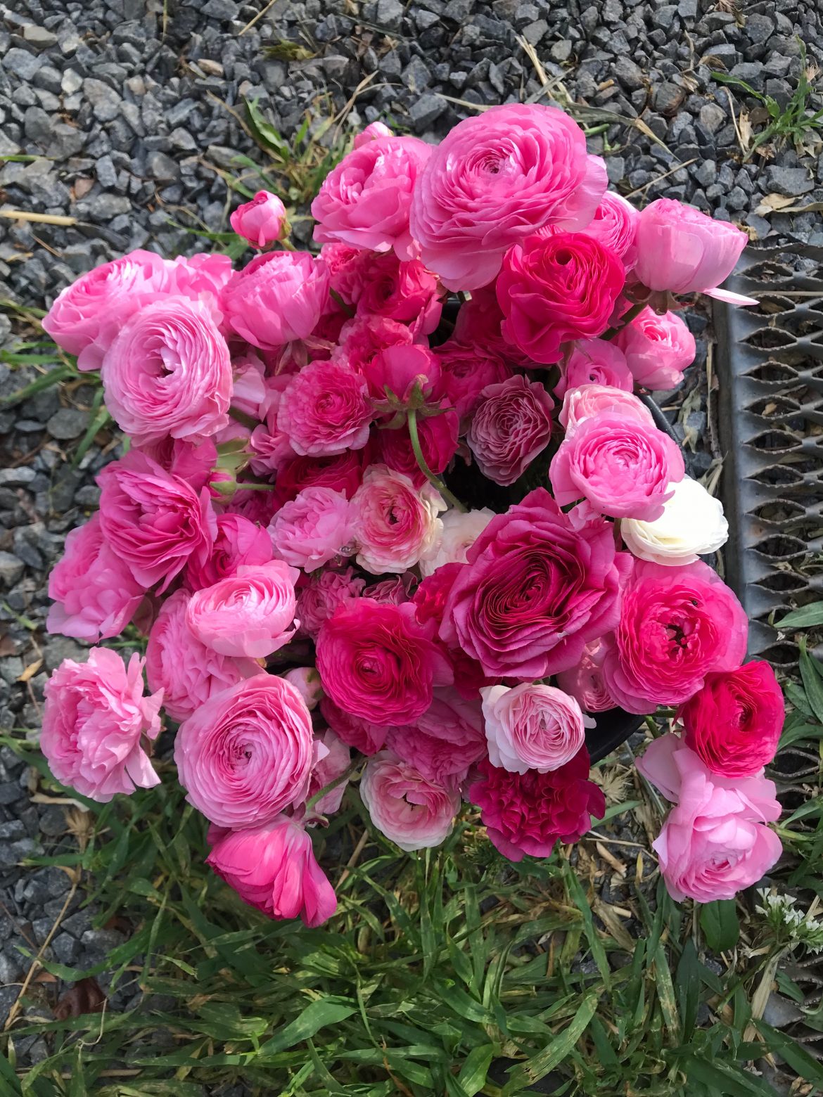 Ranunculus Growing Guide – Renfrow Farms